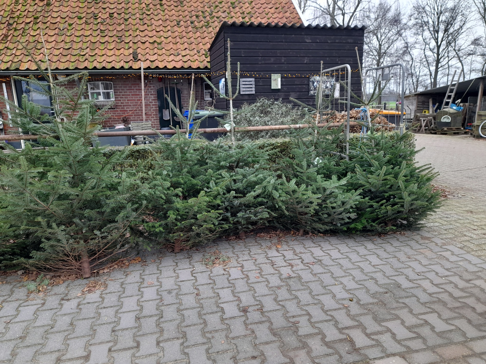 Laatste Kersbomen bij Boerderijwinkel Lensink Aalten/Lintelo